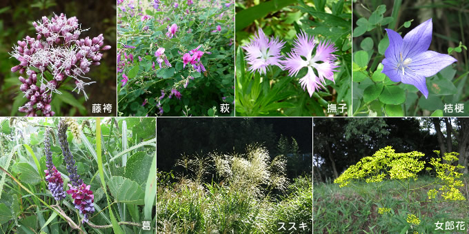 茶草場周辺の秋の七草